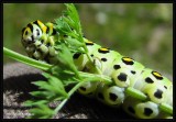 Black swallowtail larva (Papilio polyxenes)