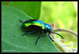 Dogbane beetle  (<em>Chrysochus auratus</em>) on milkweed