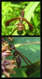 Brown mantisflies  (<em>Climaciella  brunnea</em>)
