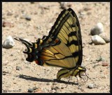 Eastern tiger swallowtail (<em>Papilio glaucus</em>) 