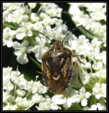 Stinkbug (<em>Trichopepla semivittata</em>)