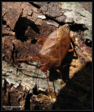 Stinkbug, possibly Apoecilus