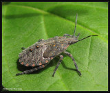 Stinkbug nymph (Brochymena)
