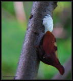 Treehopper (<em>Enchenopa</em>) with egg mass