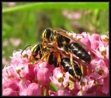 Mating Digger wasps (<em>Tachytes</em>), on Swamp Milkweed