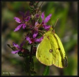 Clouded sulphur butterfly  (<em>Colias philodice</em>) on Purple loosestrife