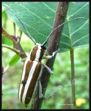 Round-headed apple borer, longhorn beetle (<em>Saperda candida</em>)