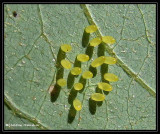Insect eggs, possibly of an Asian Ladybeetle (<em>Harmonia axyridis</em>)