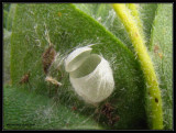 Green lacewing (<em>Chrysoperla</em>) cocoon