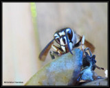 Bald-faced hornet (<em>Dolichovespula maculata</em>)