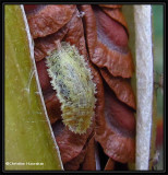Hover fly larva on Swamp milkweed