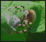 Shamrock orb weaver (<em>Araneus trifolium</em>)  with japanese beetle