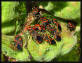 Small Milkweed bugs (<em>Lygaeus kalmii</em>), adults and nymphs