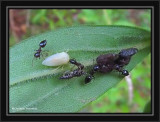 Treehoppers (<em>Publilia</em>) Newly emerged adult, adults, and ants