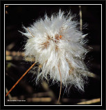 Cotton-grass  (<em>Eriophorum</em>)