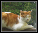 Alfie