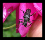 Longhorn beetle. poss. <em>Anoplodera</em> sp.