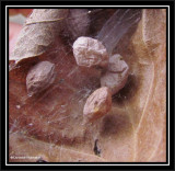 A cluster of spider egg sacs