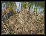 Muskrat lodge