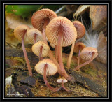 Mushrooms