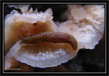 Mushroom (<em>Phlebia</em>)  with slug