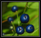 Bluebead lily (<em>Clintonia borealis</em>)