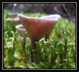 Lactarius?
