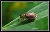Purple loosestrife leaf beetle (<em>Galerucella</em>), on purple loosestrife