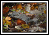 Morning frost at McKay Lake