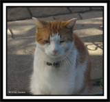 A neighbours pet
