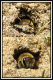 Plasterer bee constructing nest (<em>Colletes</em>)