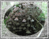 Mushrooms, probably <em>Coprinus</em>