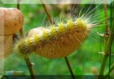 Salt Marsh Moth caterpillar (<em>Estigmene acrea</em>), #8131