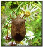Predatory Stinkbug with mites