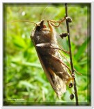 Moth laying eggs