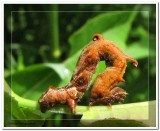 Horned spanworm  caterpillar (<em>Nematocampa resistaria</em>), #7010