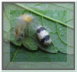 Ichneumonid Wasp cocoon with remains of a Tussock moth caterpillar