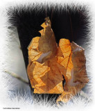 Beech leaves in winter sun