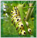 Black swallowtail larva (<em>Papillio polyxenes</em>) on wild parsnip