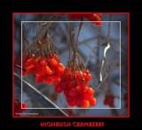 HIghbush cranberry (<em>Viburnum</em>)