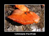 Cinnabar Polypore (<em>Polyporus cinnabarinus</em>)