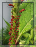 Aphids (<em>Uroleucon</em> sp.)