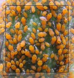 Oleander aphids  (<em>Aphis nerii</em>)