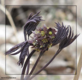 Blue cohosh (<em>Caulophyllum giganteum</em>)