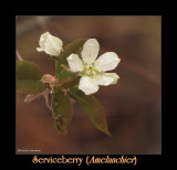 Serviceberry flowers (<em>Amelanchier</em>)