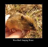 Woodland jumping mouse  (<em>Napaeozapus insignis</em>)