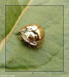 Golden tortoise beetle (<em>Charidotella sexpunctata</em>)