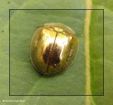 Golden tortoise beetle (<em>Charidotella sexpunctata</em>)