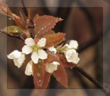Serviceberry flowers (<em>Amelanchier</em>)