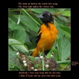 The warm air hurries the oriole into song...